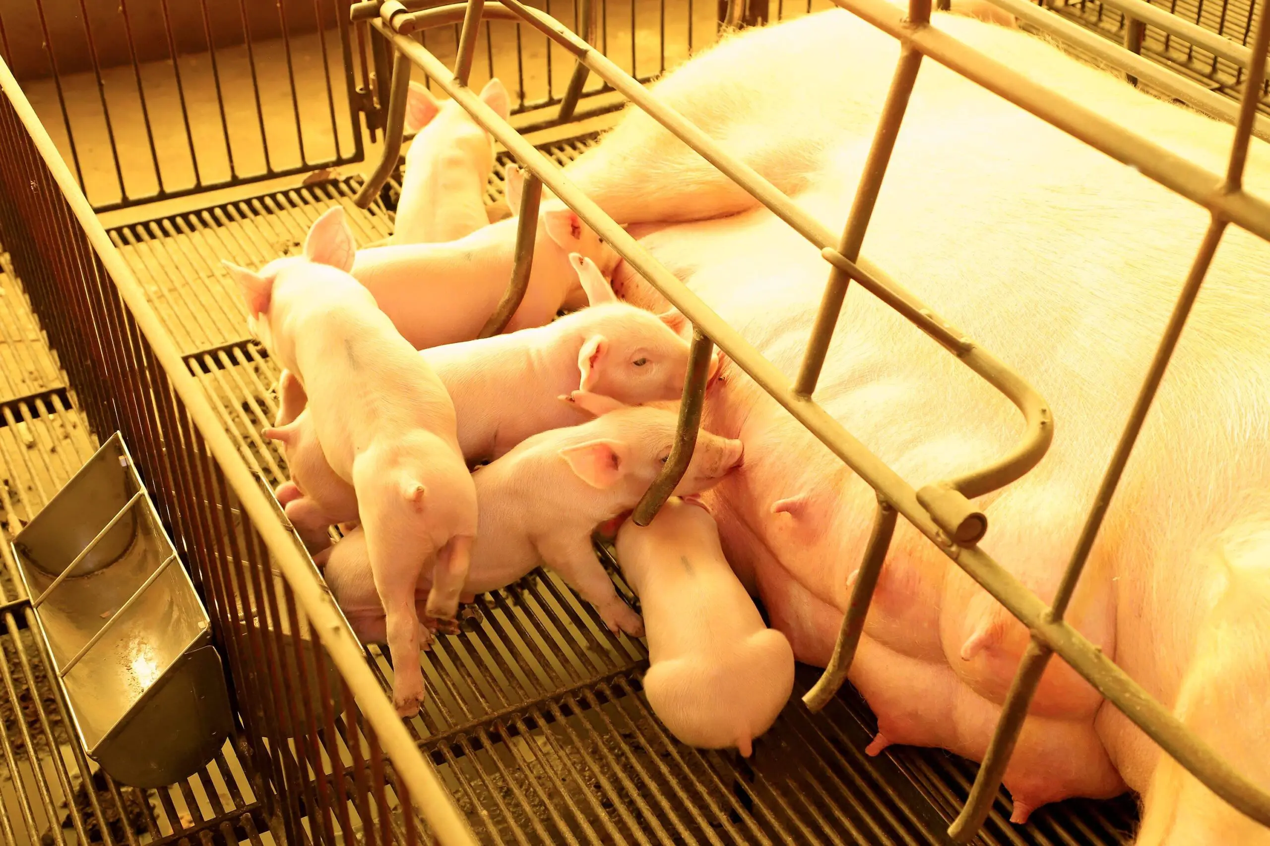 Com quase 1 milhão de suínos, Toledo consolida liderança na produção de proteína animal no país.