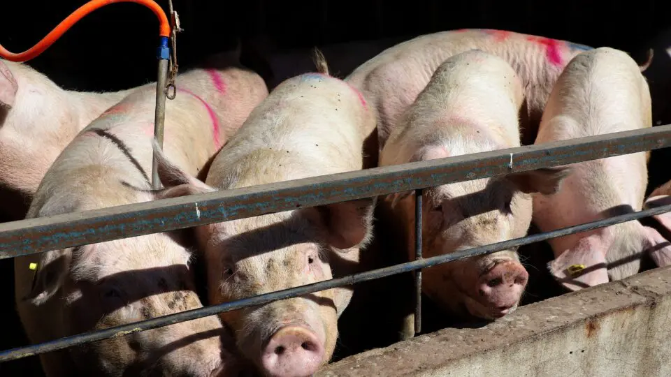 Paraná registra salto de R$ 17,3 bilhões na pecuária e reforça protagonismo nacional em proteína animal.