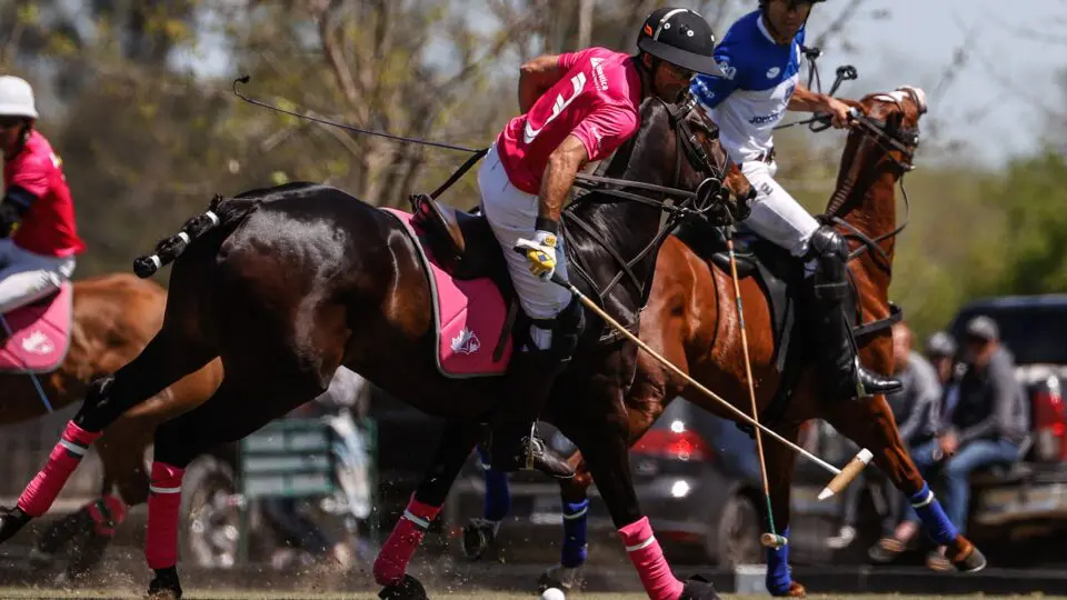 Cavalos geneticamente modificados via tecnologia CRISPR.