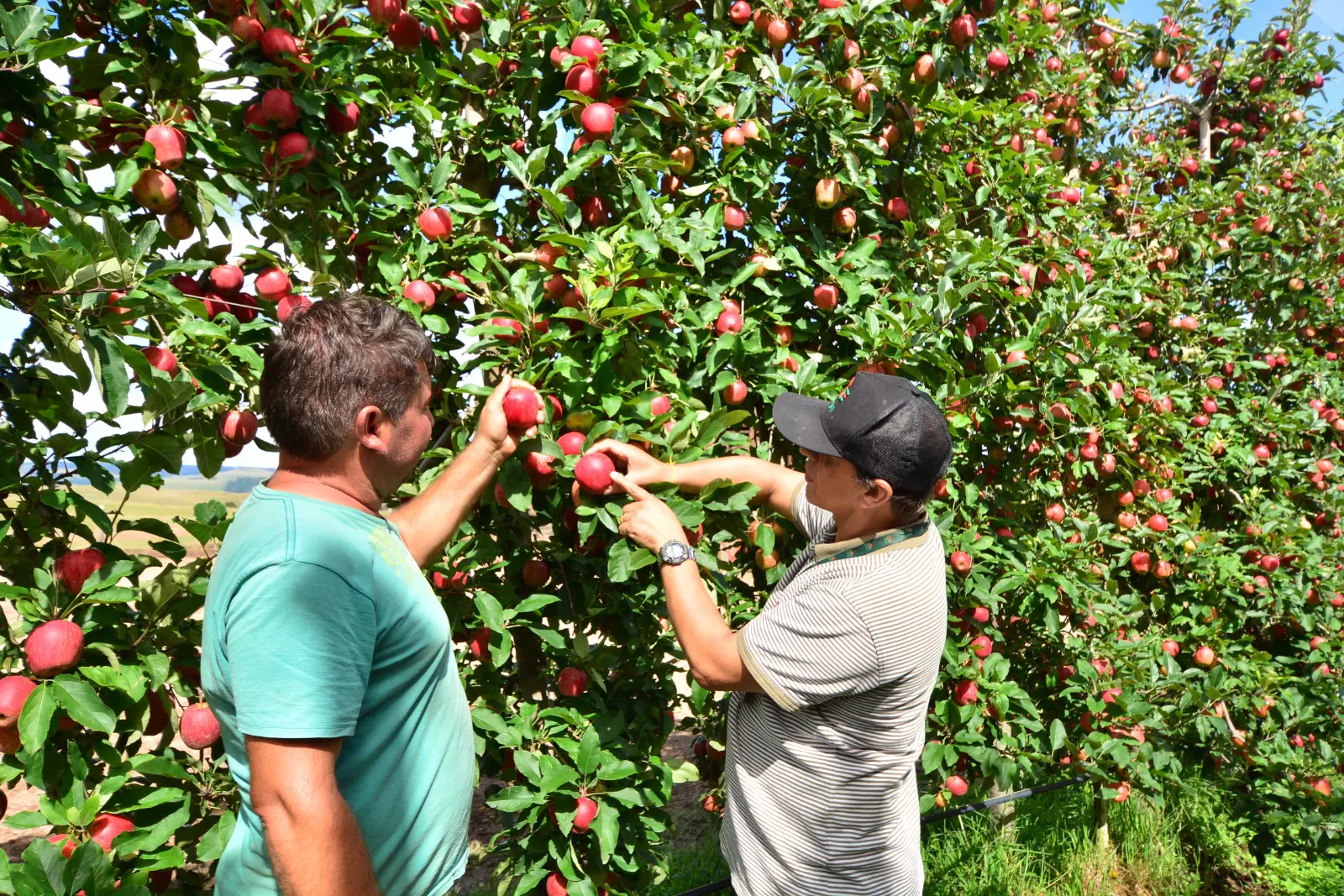 Colheita mobiliza milhares de produtores e garante boa parte da renda das famílias joaquinenses durante a safra.