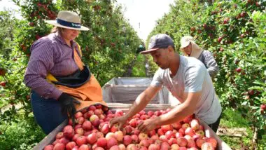 Frio e altitude favorecem o cultivo de maçãs em São Joaquim, cidade que responde por mais de um terço da produção nacional da fruta