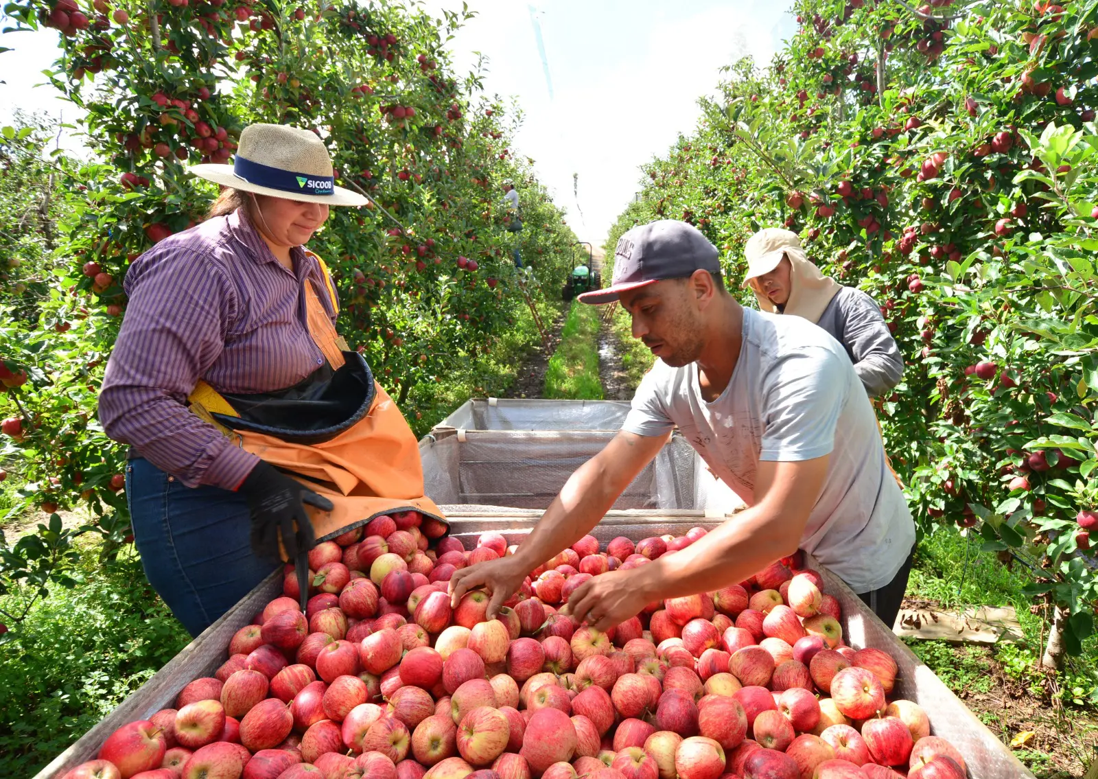 Frio e altitude favorecem o cultivo de maçãs em São Joaquim, cidade que responde por mais de um terço da produção nacional da fruta