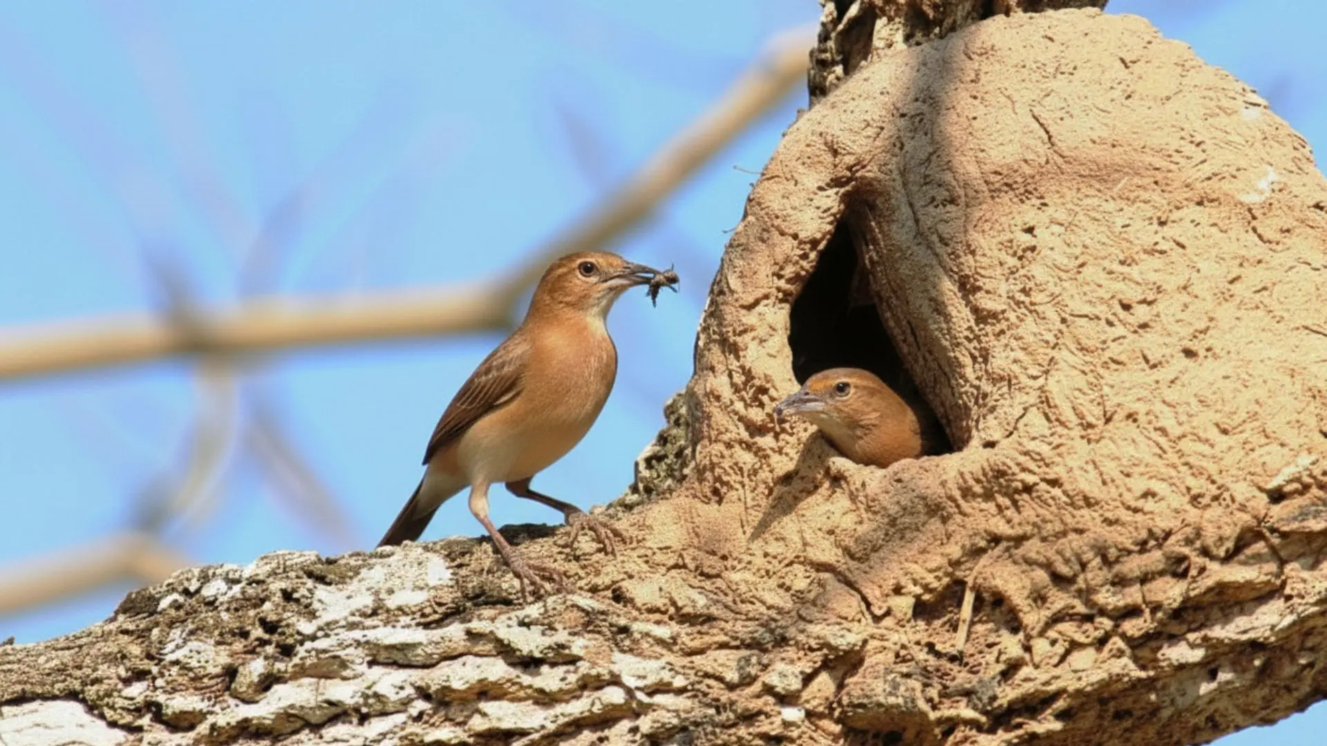 Ninho joão-de-barro