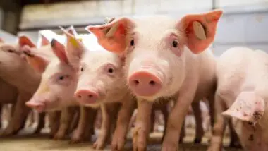 Uberlândia é a segunda maior produtora de carne suína