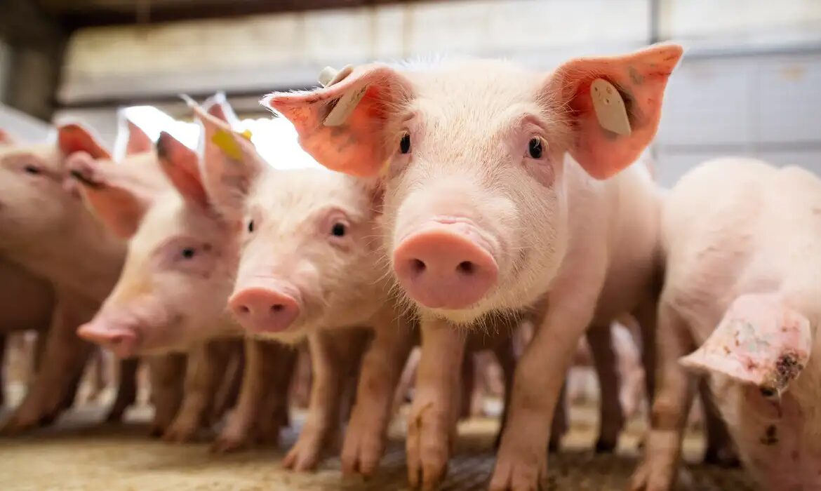 O município brasileiro que movimenta R$ 18 bilhões ao ano com a produção de suínos