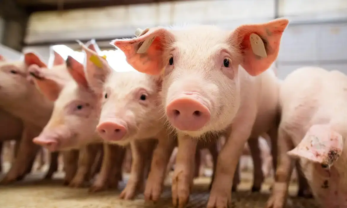 Uberlândia é a segunda maior produtora de carne suína