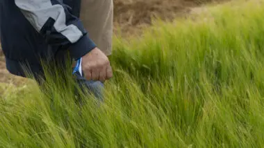 Cevada mais produtiva e resistente a doenças fortalece produção nacional de cerveja, com parceria entre Ambev e produtores.