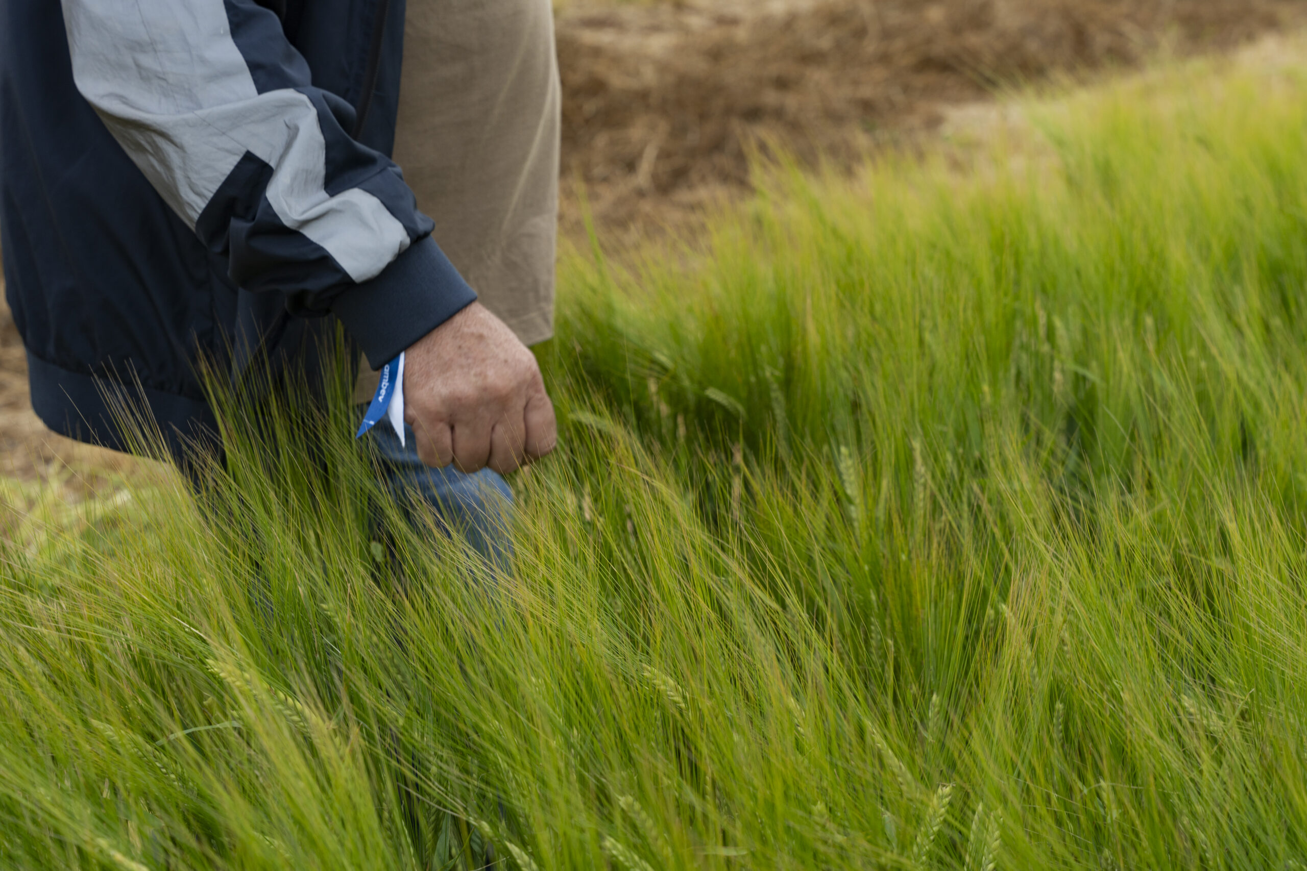 A revolução no campo que está tornando a cerveja brasileira mais competitiva