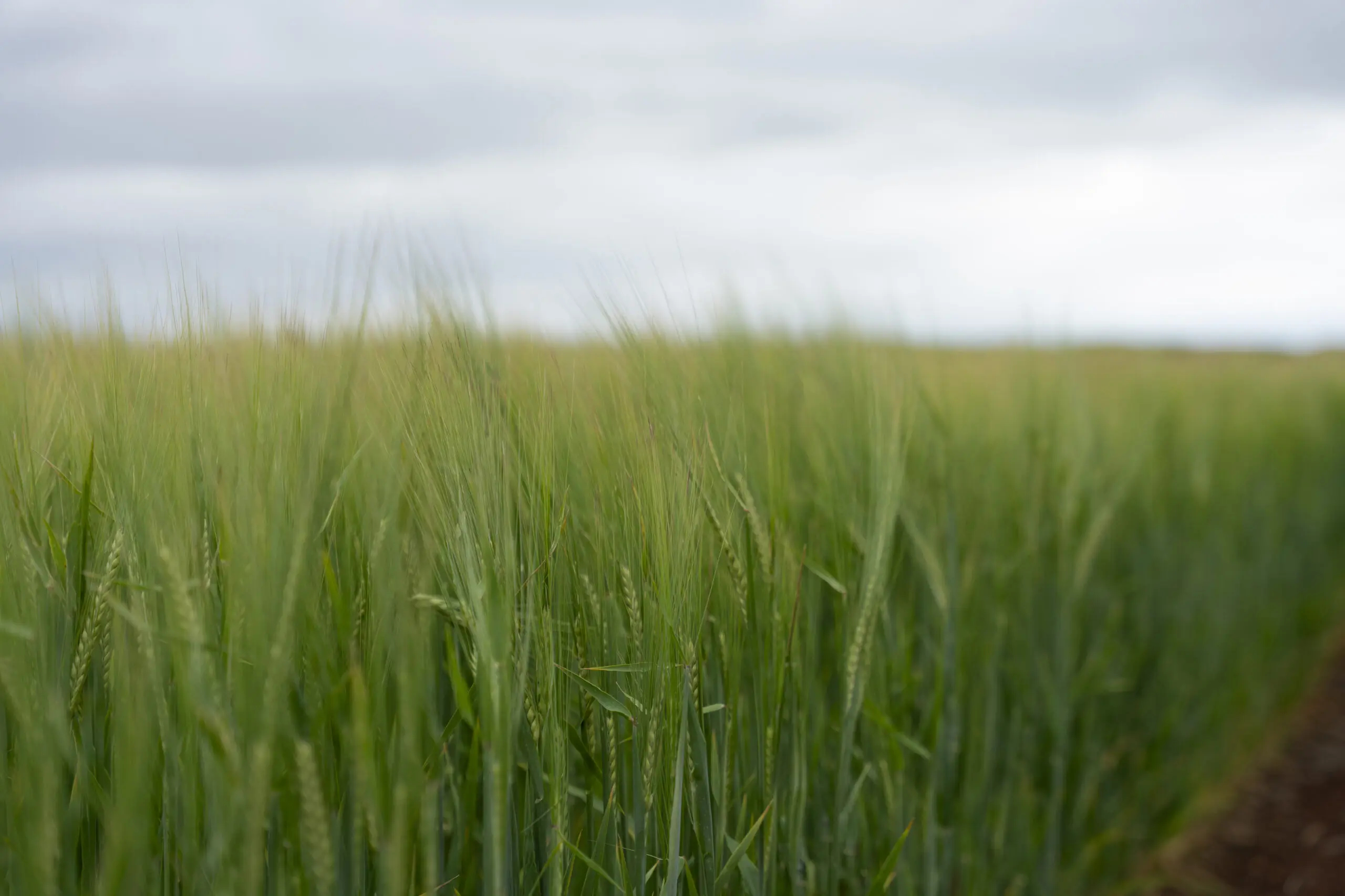 Produtores gaúchos investem em tecnologia e genética para aumentar a produtividade e qualidade da cevada