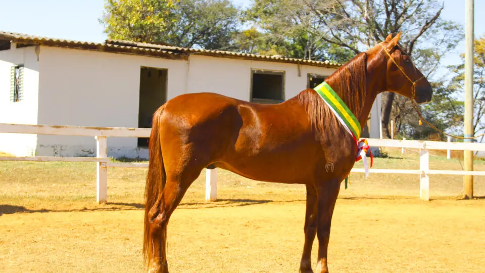 Para garantir saúde e bem-estar, os cavalos devem permanecer soltos ao menos quatro horas por dia em espaços amplos e sombreados.