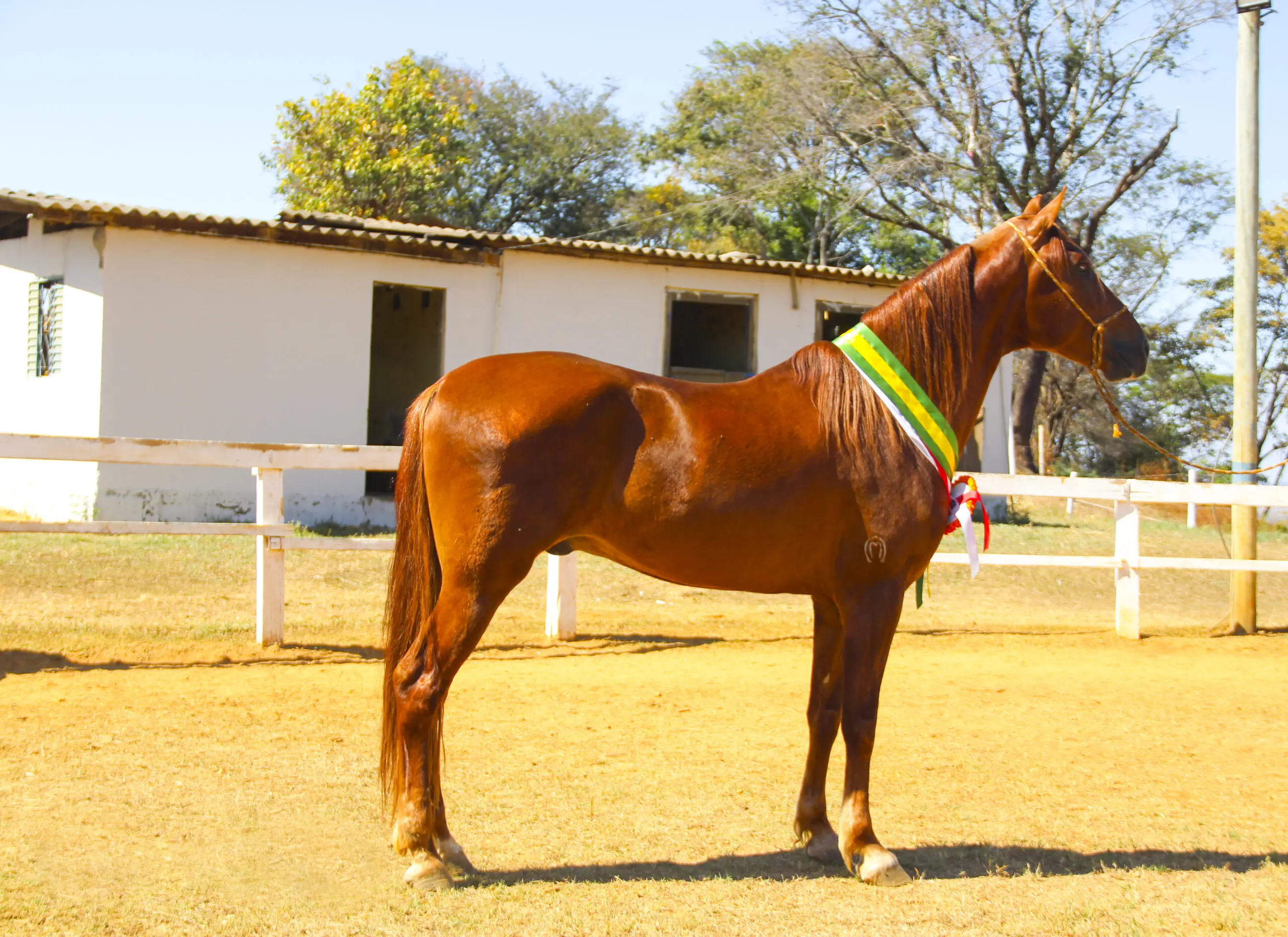 Para garantir saúde e bem-estar, os cavalos devem permanecer soltos ao menos quatro horas por dia em espaços amplos e sombreados.
