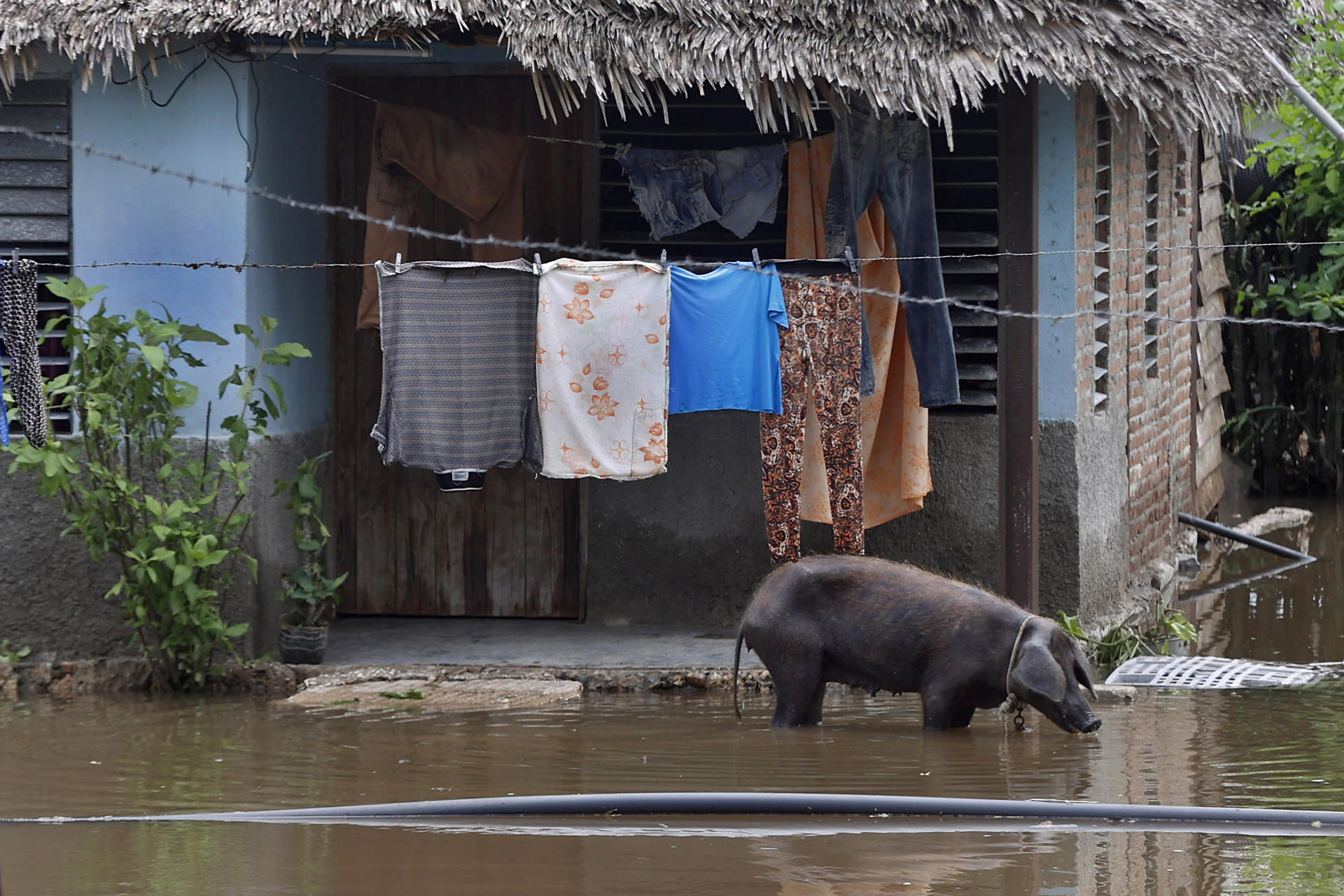 ONG denuncia “genocídio silencioso” em Cuba