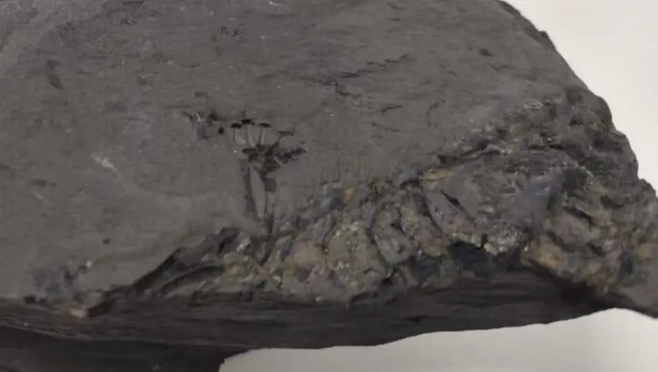 Fósseis do Mesosaurus brasiliensis, um lagarto aquático que viveu há 280 milhões de anos, revelam detalhes sobre a origem dos continentes e o passado remoto do Paraná.