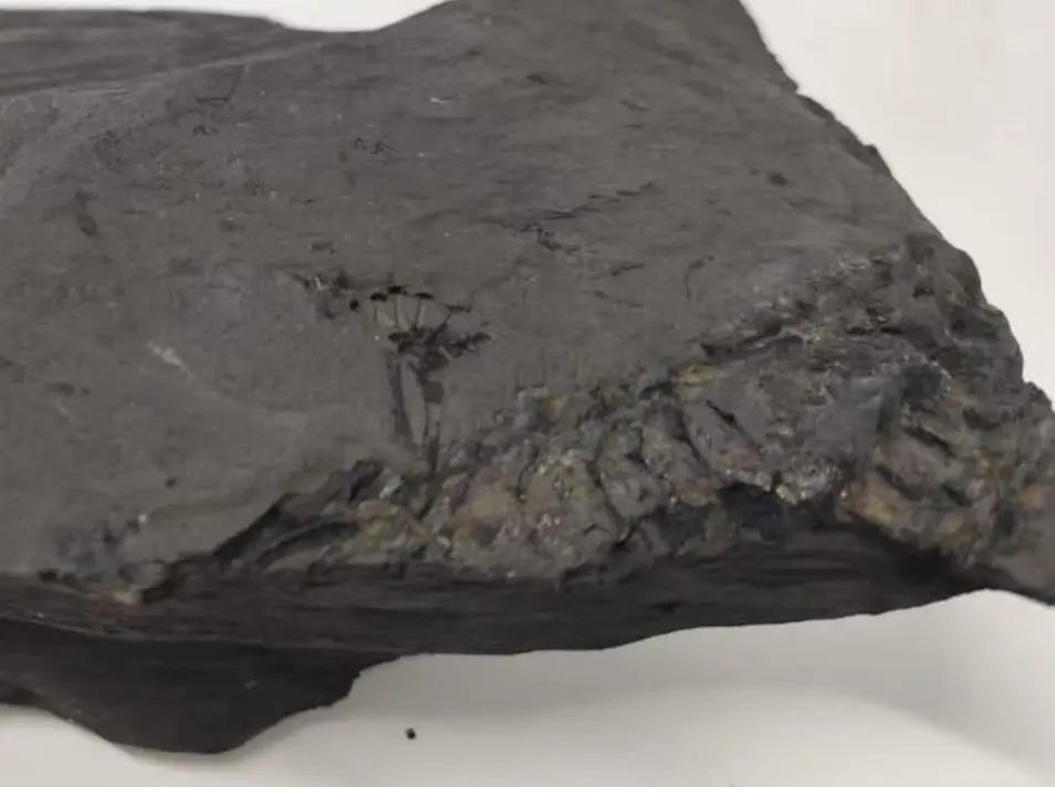 Fósseis do Mesosaurus brasiliensis, um lagarto aquático que viveu há 280 milhões de anos, revelam detalhes sobre a origem dos continentes e o passado remoto do Paraná.