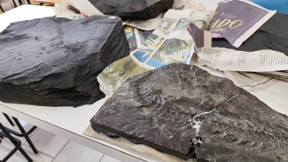 Segundo os pesquisadores, os fósseis do Mesosaurus brasiliensis, encontrados no Paraná e na África, comprovam que os continentes já formaram um único bloco há milhões de anos.