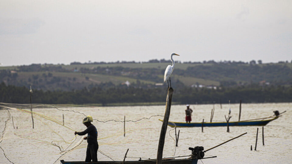 Governo inclui tilápia em lista de espécies invasoras; setor teme impacto econômico