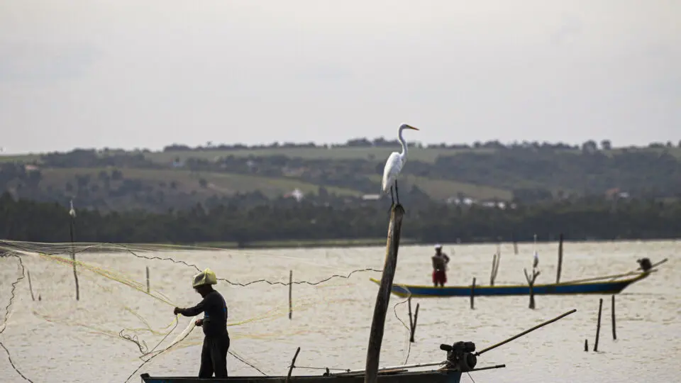 tilapia pescadores