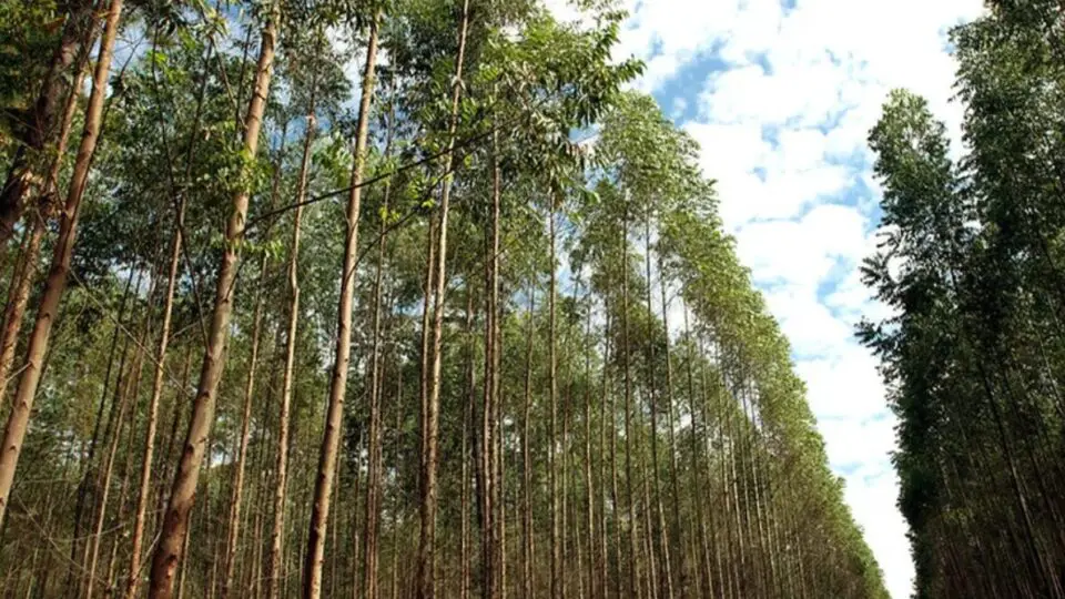 Com novas megafábricas em construção, Mato Grosso do Sul se prepara para liderar a produção nacional de celulose e reforçar o protagonismo do Brasil no mercado global.