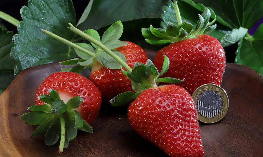 Desenvolvida pela Embrapa, a cultivar Fênix reduz importações e fortalece a produção nacional de morango.