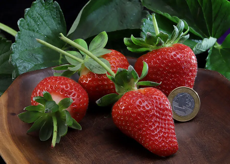 Desenvolvida pela Embrapa, a cultivar Fênix reduz importações e fortalece a produção nacional de morango.