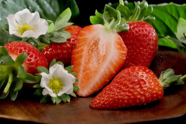 A cultivar Fênix, da Embrapa, dobrou a produção de mudas e impulsionou o morango brasileiro com sabor, produtividade e independência.