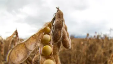 Custo de produção elevado, variação nos preços das commodities e crédito mais caro explicam aumento de inadimplência no agro, segundo Serasa Experian