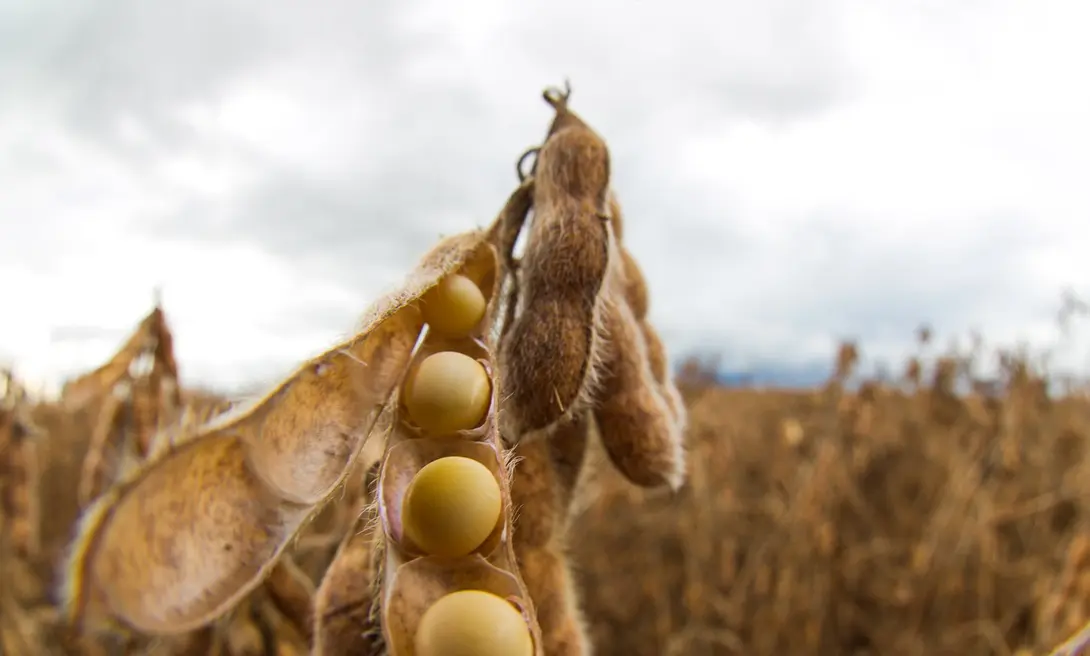 Custo de produção elevado, variação nos preços das commodities e crédito mais caro explicam aumento de inadimplência no agro, segundo Serasa Experian