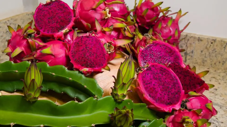 A pitaia é uma fruta comercializada com valores que variam entre R$ 5 e R$ 80 o quilo.