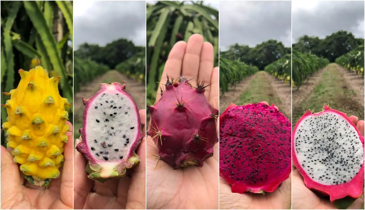 A Embrapa Cerrados lançou cinco cultivares de pitaia.
