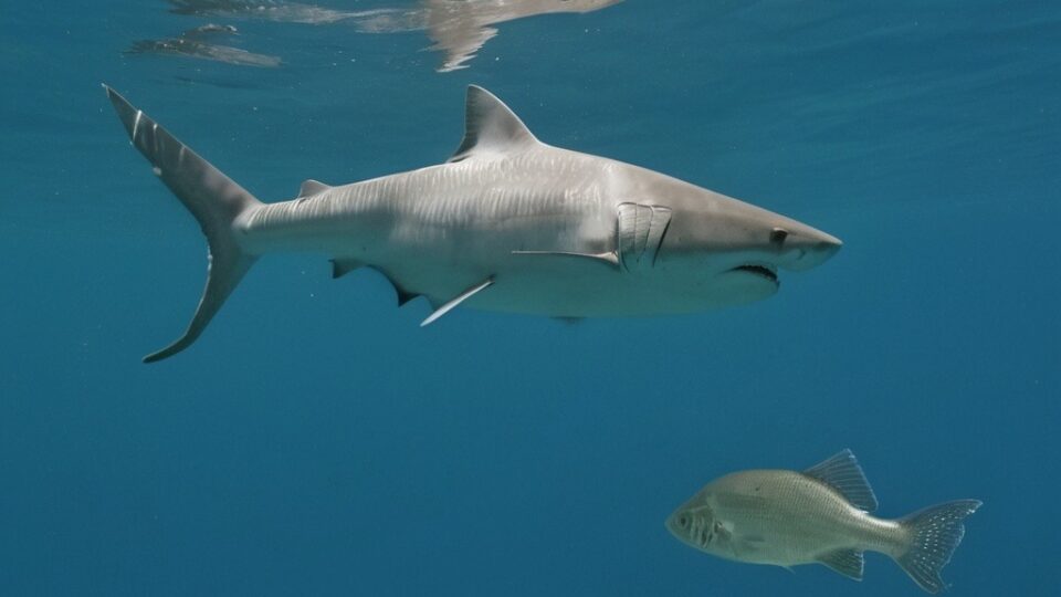 A Tilápia e o Tubarão: um golpe contra o Brasil