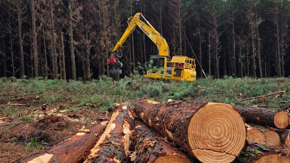 Fazenda Cambiju se consolida como referência em manejo florestal