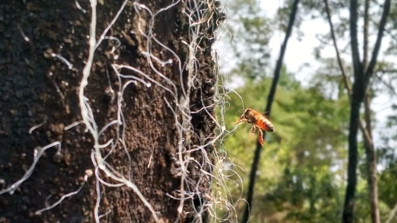 A abelha colhe o melato produzido pela cochonilha e o transforma em mel do melato da bracatinga.