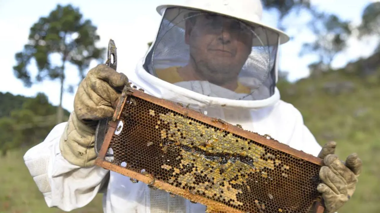 O apicultor Joel de Souza Rosa trabalha com mel há mais de 30 anos em São Joaquim (SC).