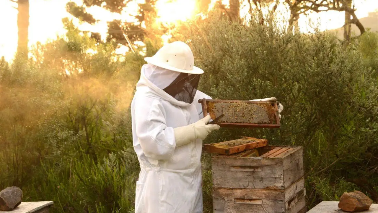 O mel do melato da bracatinga não cristaliza e é considerado de alta qualidade.