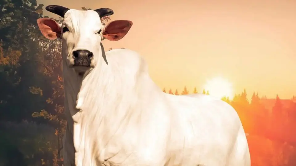 Vaca Donna se torna a mais cara do mundo
