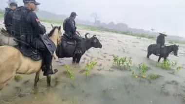 Búfalos utilizados pela PM de Soure atravessam áreas alagadas e garantem patrulhamento onde viaturas não conseguem avançar.