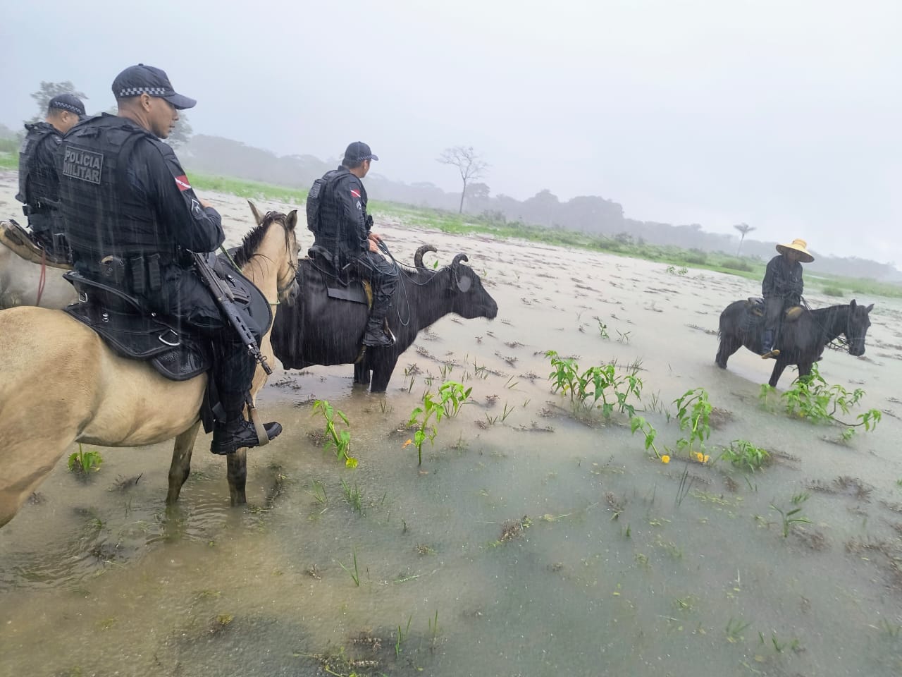 Búfalos utilizados pela PM de Soure atravessam áreas alagadas e fazem patrulhamento onde viaturas não conseguem avançar.