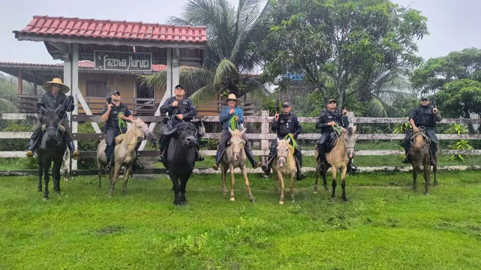 A PM do Marajó usa búfalos desde 1992; hoje, sete animais fazem parte do policiamento ostensivo.