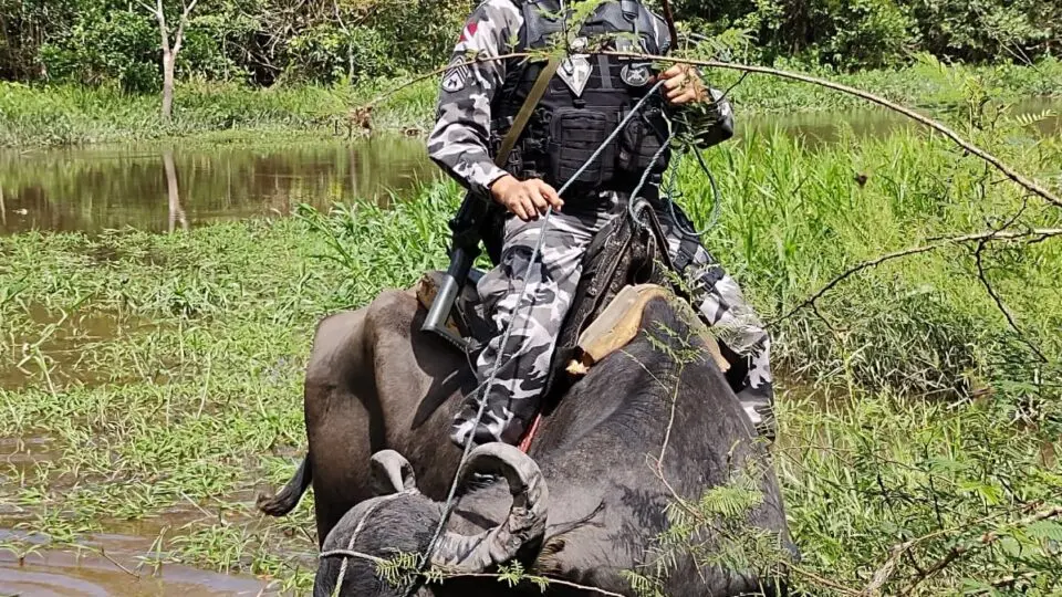 Com maior tração que cavalos, búfalos permitem à polícia se deslocar pelos mangues que ocupam 60% do Marajó.