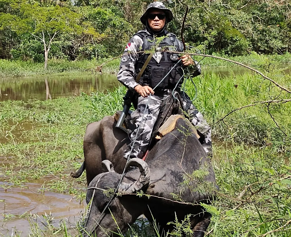 Com maior tração que cavalos, búfalos permitem à polícia se deslocar pelos mangues que ocupam 60% do Marajó.