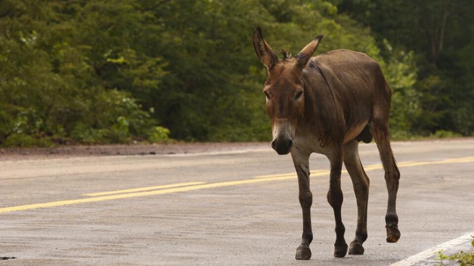 Abate de jumentos para a China continua liberado pela Justiça