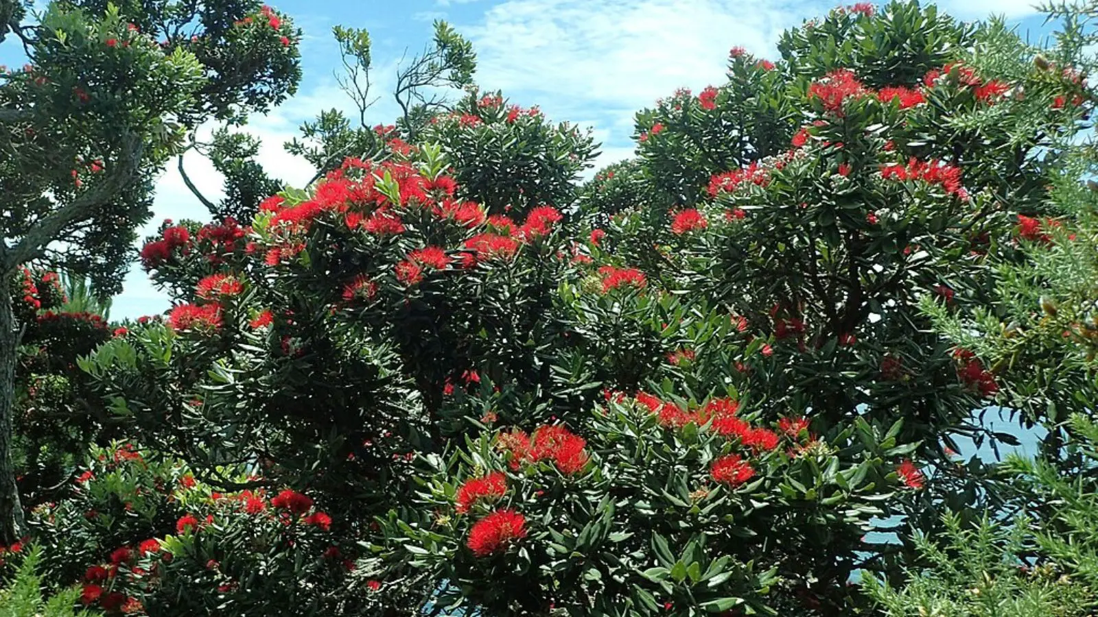 Árvore de Natal tradicional da Nova Zelândia.