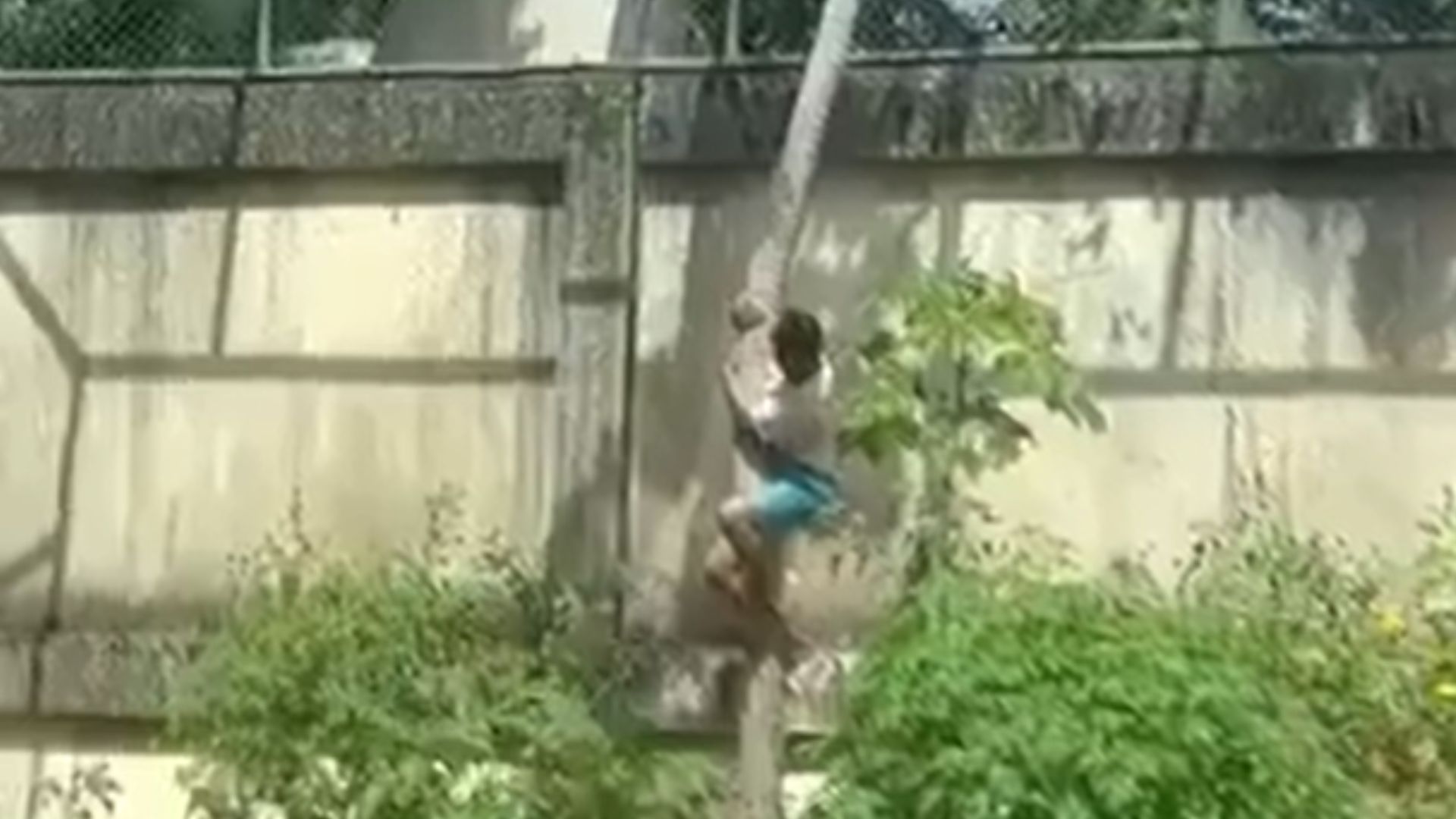O homem entrando na jaula da leoa antes de ser atacado pelo felino.