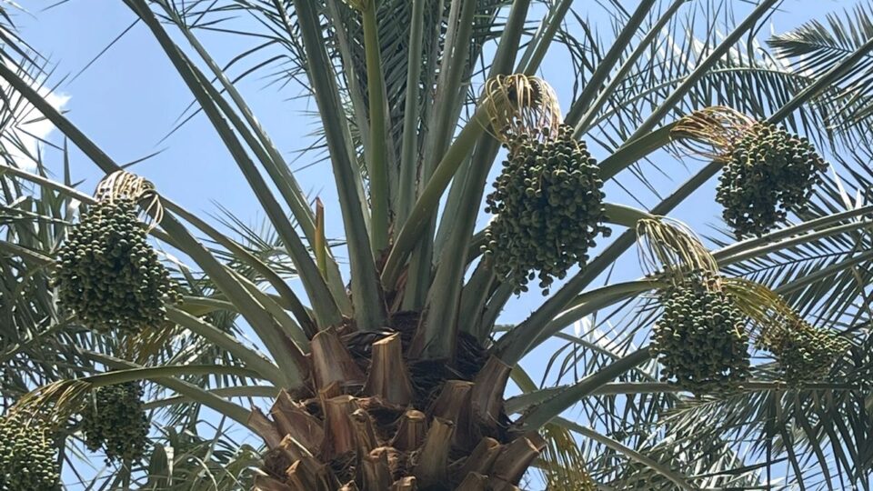 Bahia produz tâmaras com DNA de frutas dos Emirados Árabes