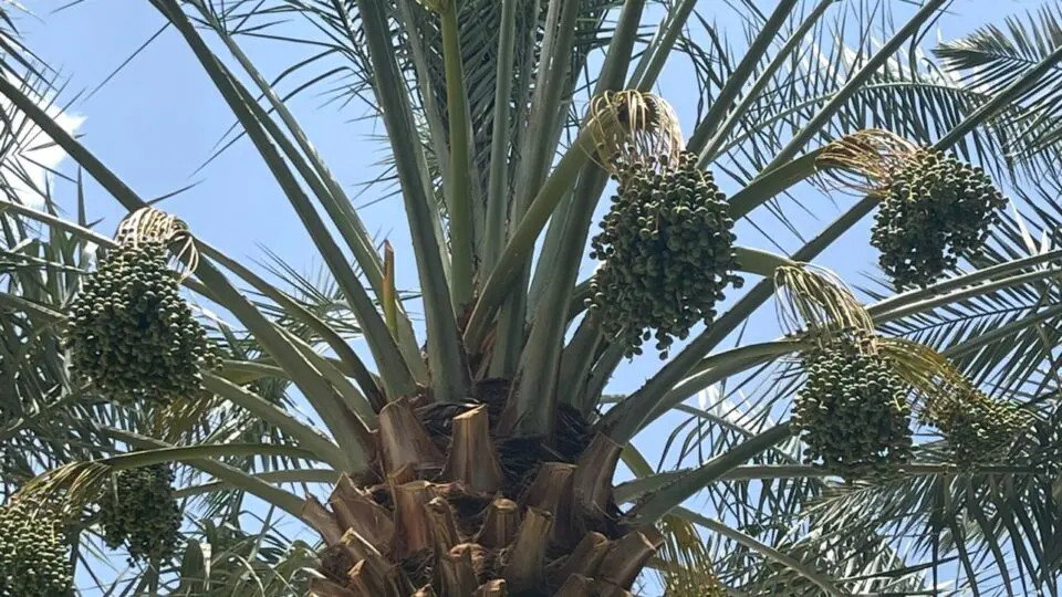 Mudas importadas dos Emirados Árabes aceleram a expansão das tâmaras na Bahia.