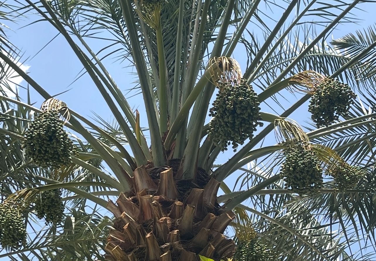 Mudas importadas dos Emirados Árabes aceleram produção de tâmaras na Bahia.
