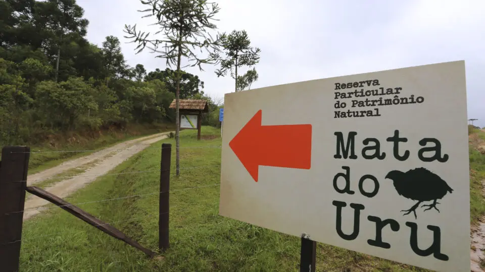 A gestão compartilhada entre família, Posigraf e SPVS mantém vivo um dos últimos remanescentes de araucária.