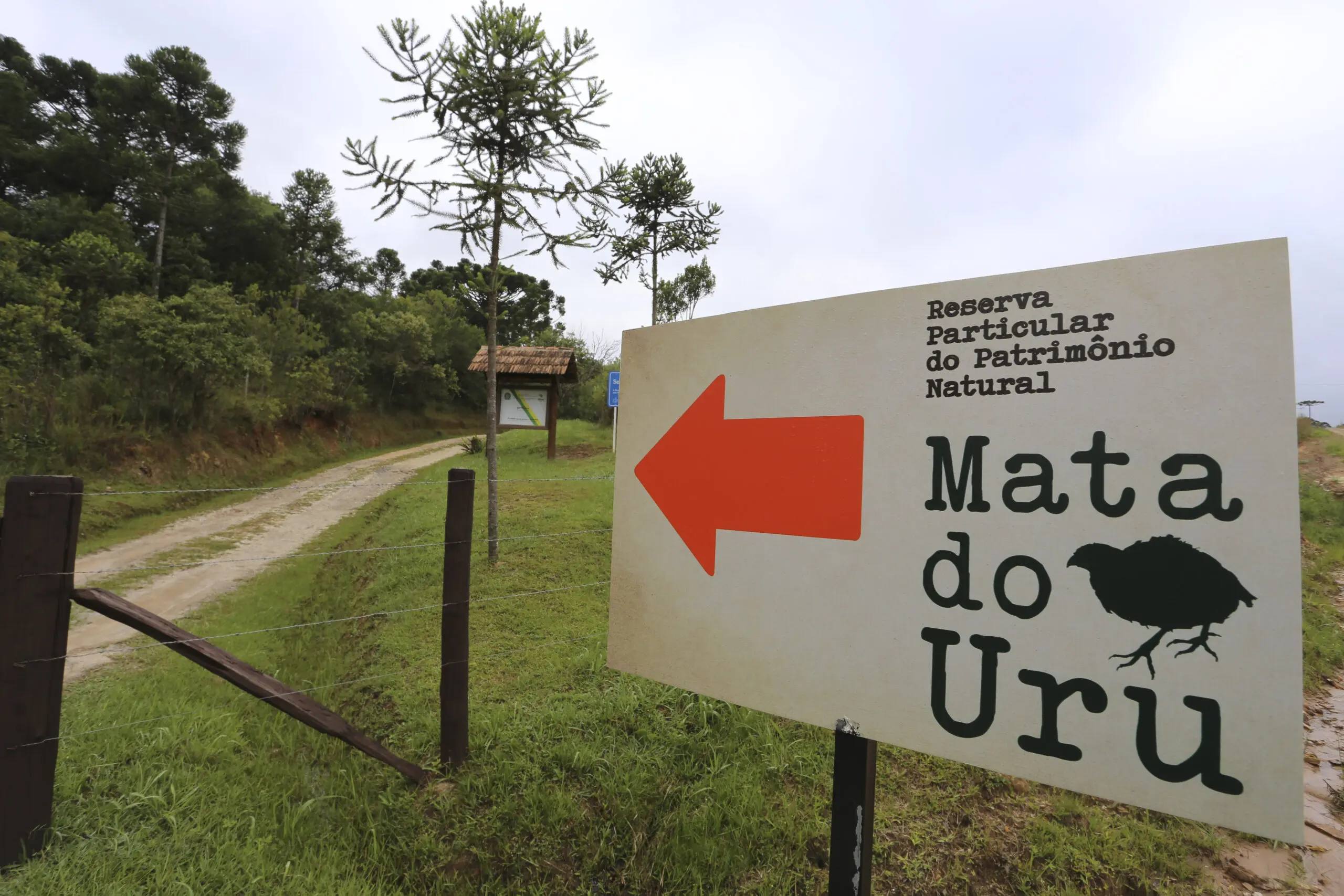 A gestão compartilhada entre família, Posigraf e SPVS mantém vivo um dos últimos remanescentes de araucária.
