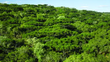 Araucárias centenárias ajudam a entender o tempo, o carbono e o papel das RPPNs.