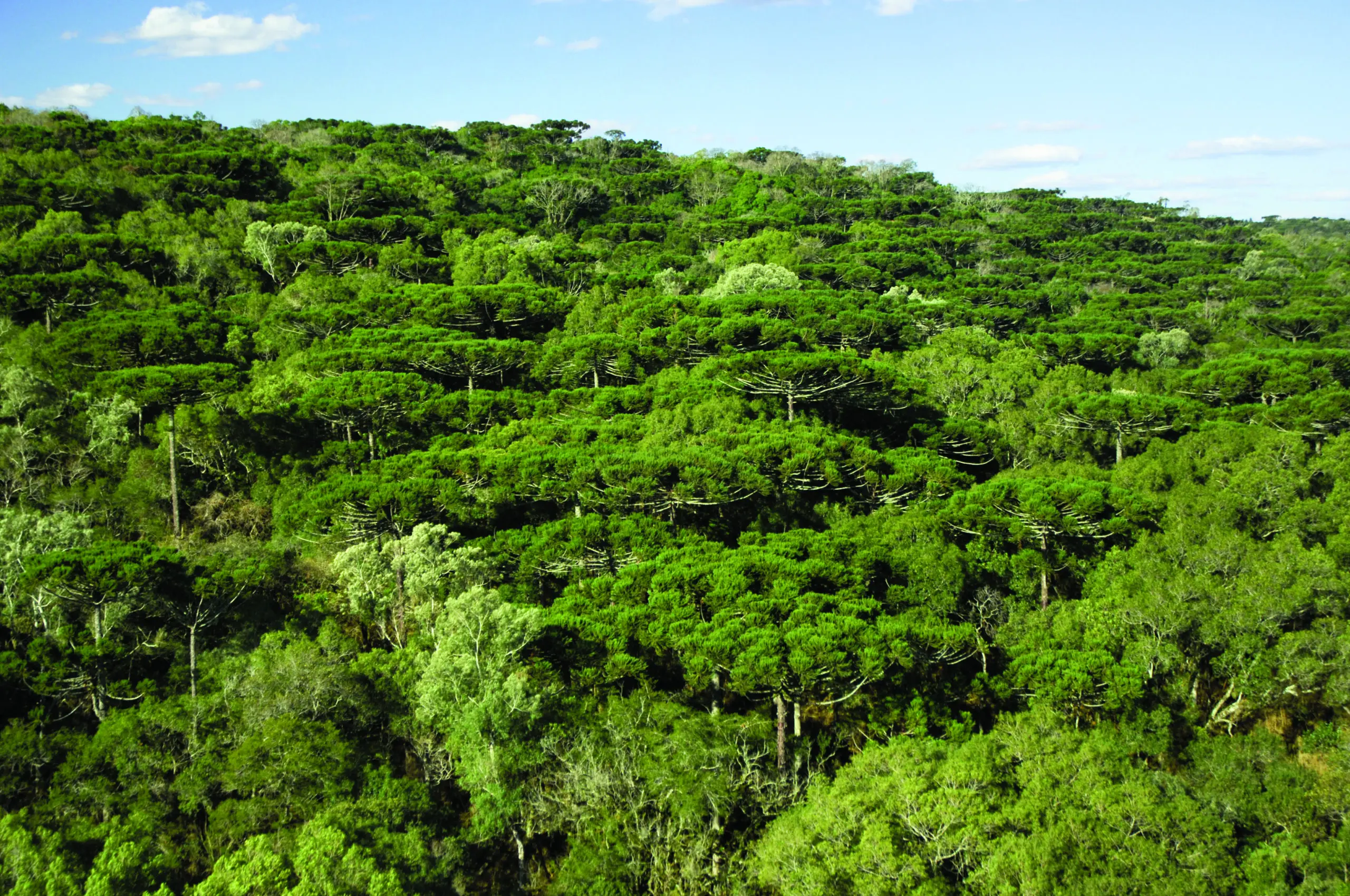Araucárias centenárias ajudam a entender o tempo, o carbono e o papel das RPPNs.